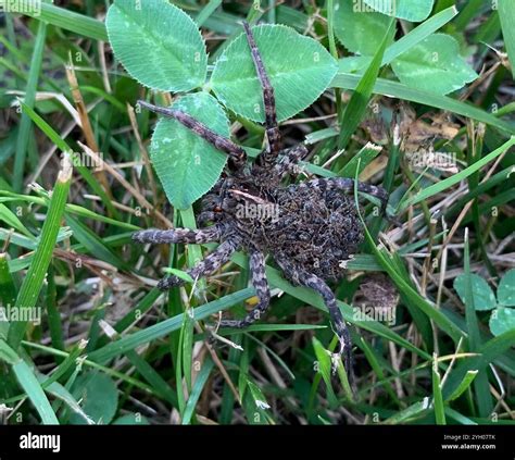 Georgia Wolf Spider (Tigrosa georgicola Stock Photo - Alamy