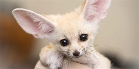 Fennec Fox Baby Wallpaper