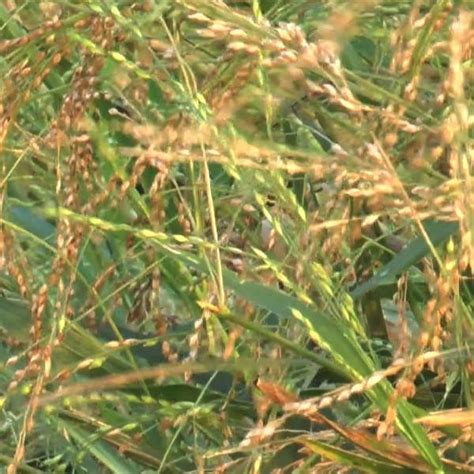 Little Millet Seeds (Samai) | Climate-Resilient Traditional Millet Cro ...