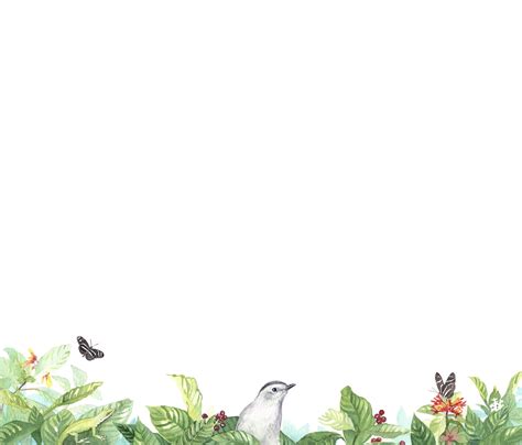 Vines — Florida Native Plants Nursery & Landscaping
