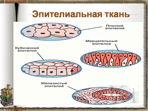 Презентация По Биологии 5 Класс Ткани - rsburo