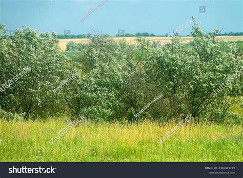 Grove Russian Olive Elaeagnus Angustifolia Steppe Stock Photo ...