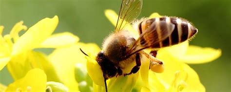 蜜蜂分蜂前有什么征兆，附分蜂原因 - 农敢网