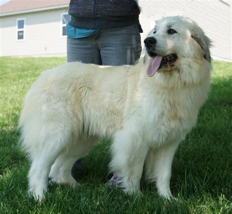 Great Pyrenees Puppies for Sale - Harvest Acres Great Pyrenees