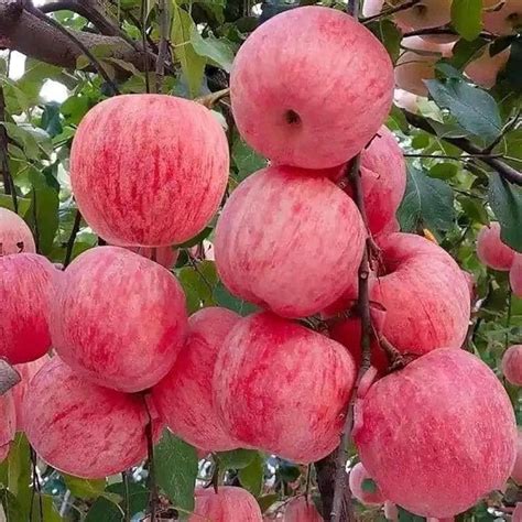 Apple live plant, Indian apple plant hybrid grafted Pack of 1 apple ...