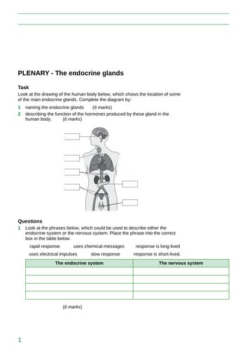 Image result for Endocrine System Lesson