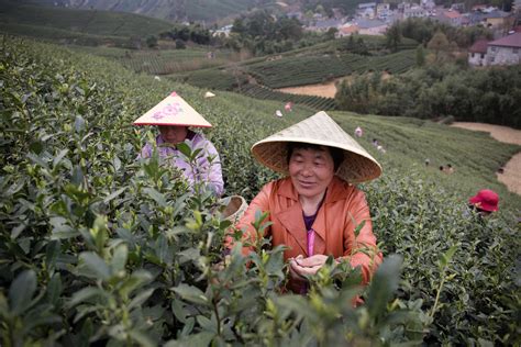 安吉白茶正式开采_浙江党建网