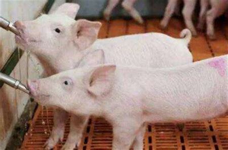 学会“三点定位法”，保育猪管理很简单！ - 猪场管理/养猪技术 - 中国养猪网-中国养猪行业门户网站