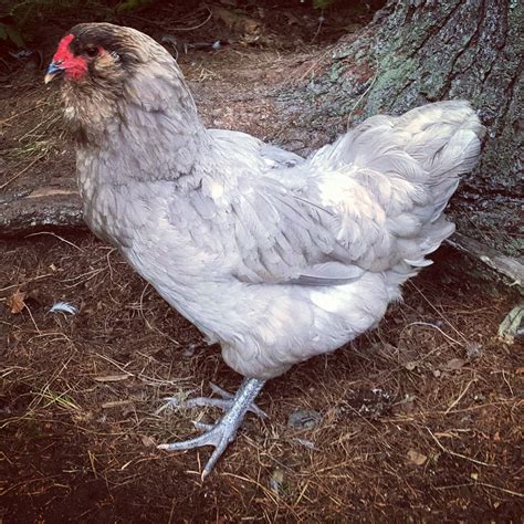 Olive Egger Chickens