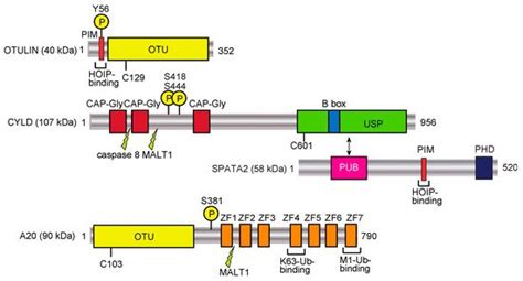 Linear Ubiquitin Code: Its Writer, Erasers, Decoders, Inhibitors, and ...