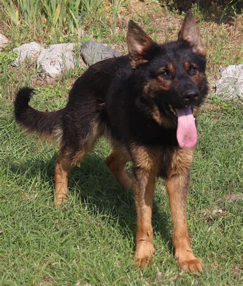 Sokka 98% DDR Male - Triple S DDR German Shepherds