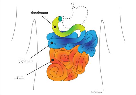 E.5. Small Intestine – BasicPhysiology.org