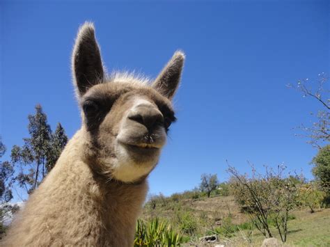 Free Images : wildlife, pasture, fauna, llama, alpaca, animals, vertebrate, andes, ecuador ...