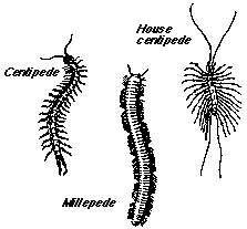 Pests and diseases and their mode of action - Plant Protection Measures ...