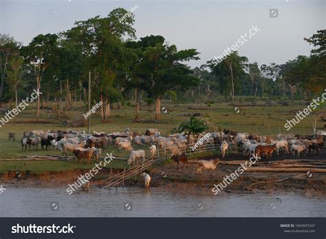 Burned Part Rainforest River Bank Amazon Foto stock 1843947247 ...