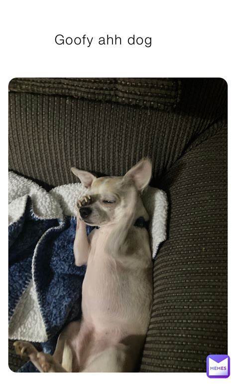 Goofy ahh dog | @why_cant_i_person | Memes
