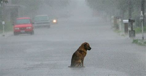 Return. If. Possible: Since 80 days, sobbing dog hasn’t left the spot ...