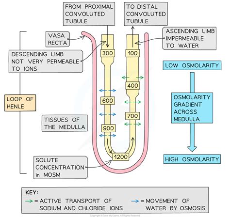Kidney: Structure & Function | DP IB Biology: HL Revision Notes 2016