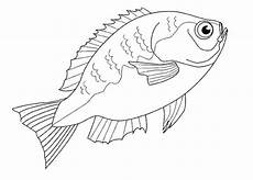 ausmalbilder zum ausdrucken kostenlos fische malvorlagen zum ausdrucken ausmalbilder fische kostenlos 3 ausmalbilder zum ausdrucken kostenlos fische malvorlagen zum ausdrucken ausmalbilder fische kostenlos 3