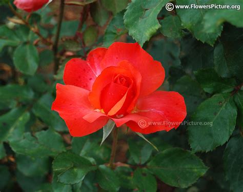 Flowers by Name-O Gallery, Photos, Names