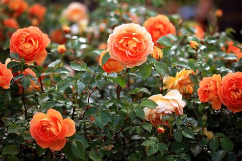 Flower 的图像结果