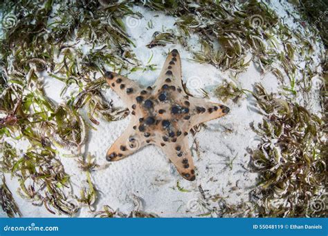 Chocolate Chip Starfish in Seagrass Meadow Stock Image - Image of ...