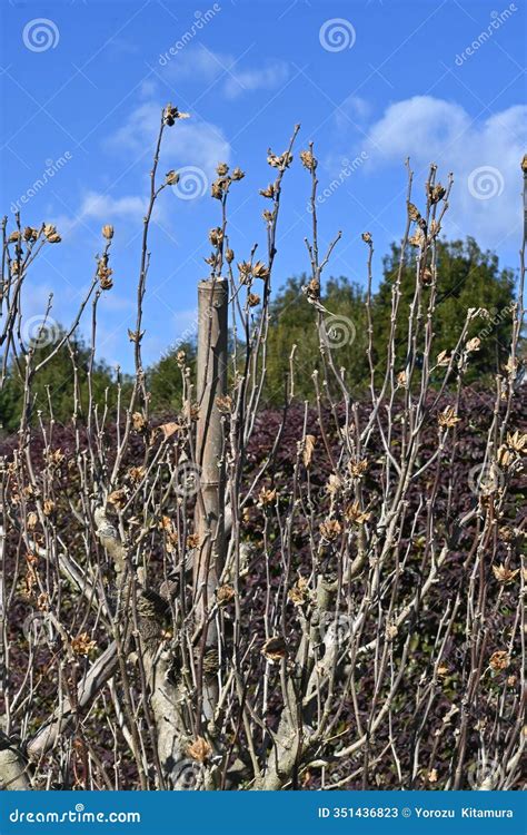 Hibiscus Syriacus (Rose of Sharon) Seeds. Malvaceae Deciduous Shrub ...