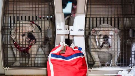 Georgia collars new Uga mascot - ESPN