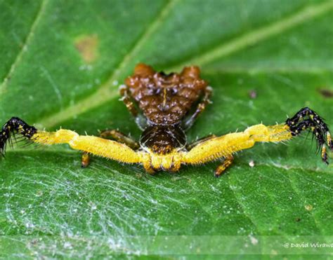 Image result for Spider-Man Web Tutorial