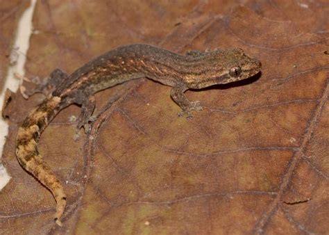 Odisha’s forest department rolls out conservation plan for new gecko ...