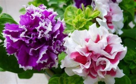家里养上4种花，开花一簇簇，花色鲜艳，适合种在庭院观赏|紫藤花|康乃馨|施肥_新浪新闻