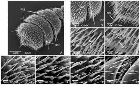 Microscopic Insects 的图像结果