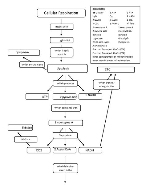 Respiration Concept Map re done - Cellular Respiration Begins with ...