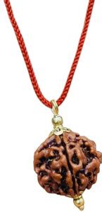 JangraBro Natural certified 5 Mukhi Rudraksha with detailed & Puja ...