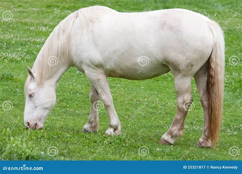 American Cream Draft Horse stock image. Image of draft - 25321817