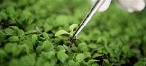 Plant Biotechnology Notes, MCQs and Previous Papers