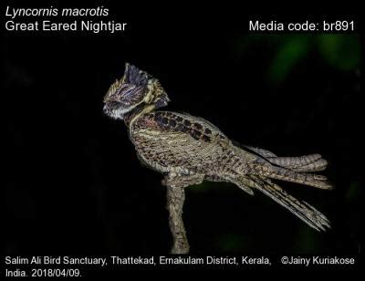 Lyncornis macrotis (Vigors, 1831) - Great Eared Nightjar | Birds