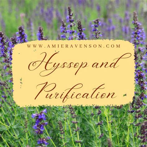 Hyssop and Purification - Amie Ravenson
