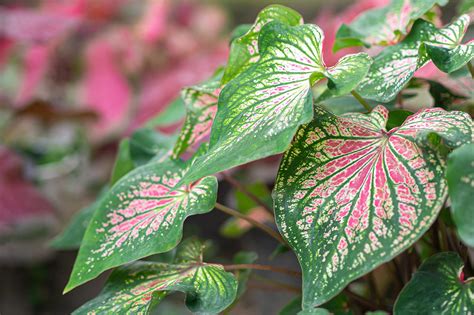 Caladiums Care Caladiums How To Grow And Care For The Plant