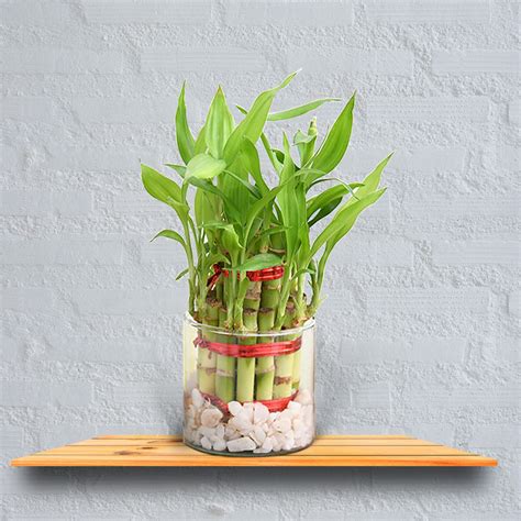 Puspita Nursery Two Layer Lucky Bamboo With Clear Round Glass Pot