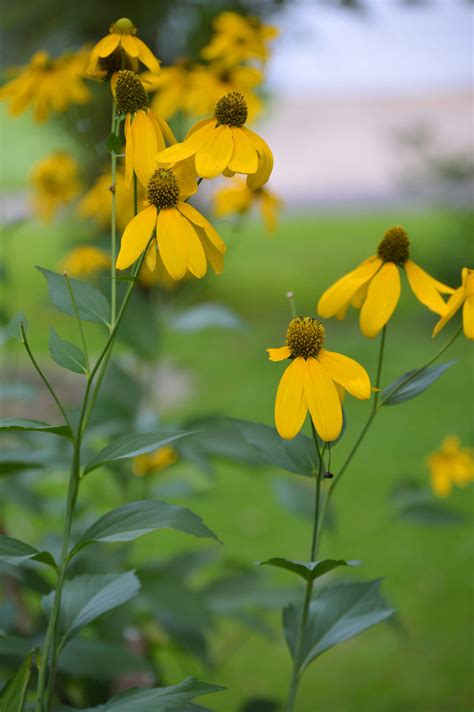 Cutleaf Coneflower: Rudbeckia laciniata