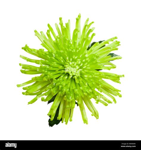 green spider Chrysanthemum flower isolated on white background Stock ...