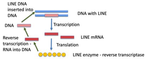 Image result for What Is DNA Polymorphism