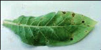 Symptom appears as small water soaked spots with sunken center on ...