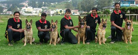 German Shepherd, German Shepherd Puppies, German Shepherd Dog ...