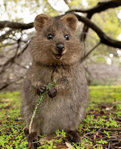 21 photos of quokkas that prove they are the undisputed cutest animal in australia – Artofit