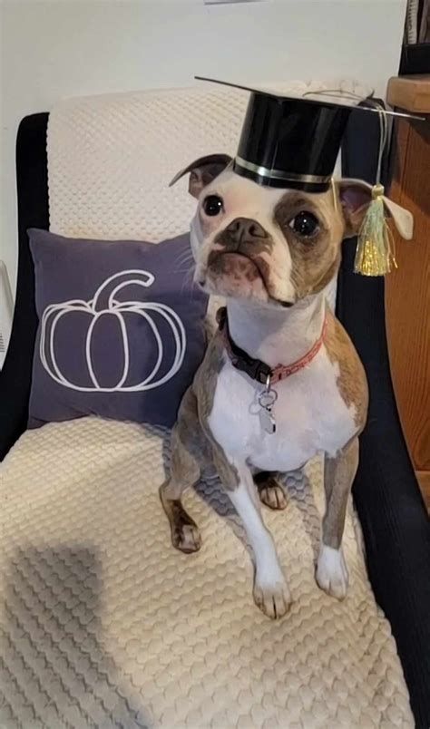 AKC STAR Puppy , Pacific NW Pet Center, Chehalis, 15 July 2025 | AllEvents