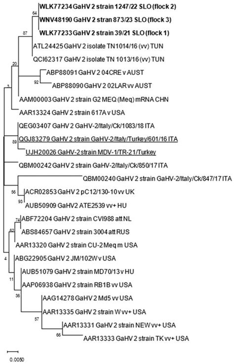 First Report of Marek’s Disease Virus in Commercial Turkeys in Slovenia