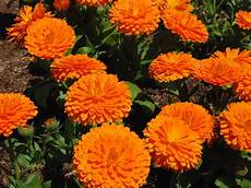 fiori per chiedere scusa tutti i fiori pi 249 adatti per chiedere scusa lombarda flor fiori per chiedere scusa tutti i fiori pi 249 adatti per chiedere scusa lombarda flor