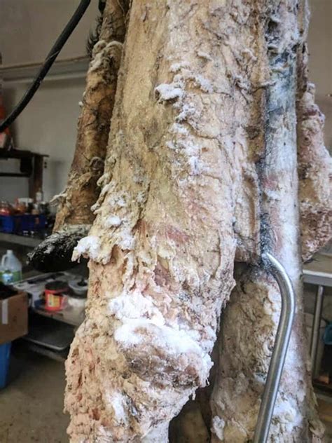 Traditional Hide Tanning Methods Preserved on Indian Reservations